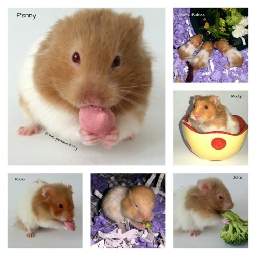 thepipsqueakery:Who wants to adopt a hamster? Last week @the_pipsqueakery took in many foster hamste