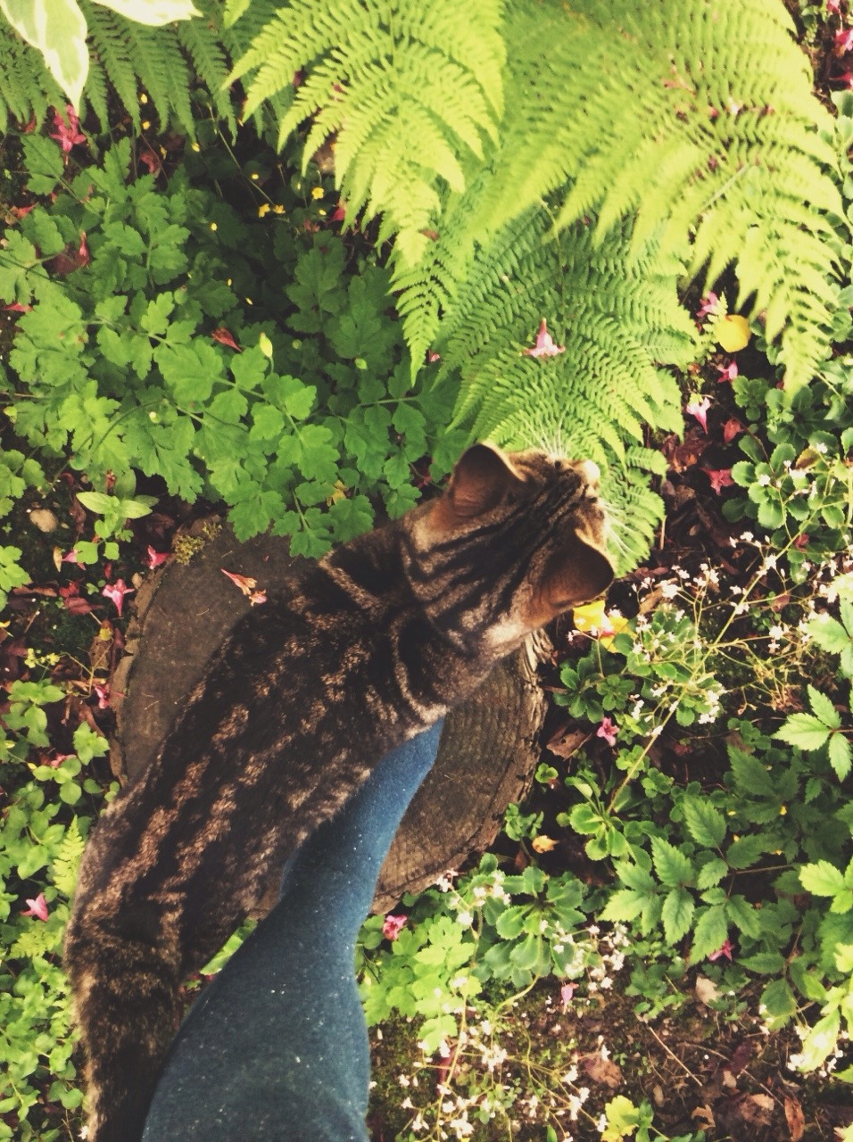 luna-patchouli:  Cats and plants are more or less my everyday life 