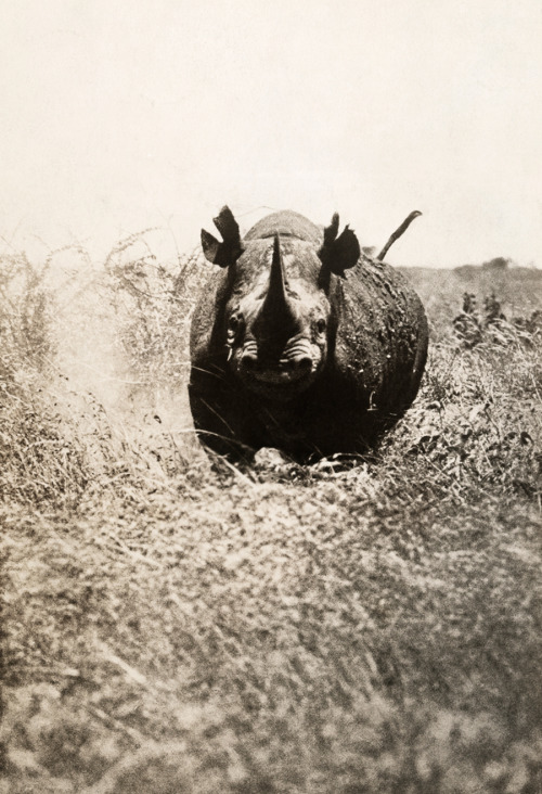 A rhinoceros charges the photographer in Africa, May 1910.Photograph by A. Dugmore, National Geograp