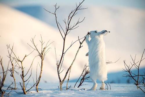 Photographer finds radiance in wildlife of Arctic tundra