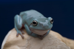 earthlynation:  Whites Tree Frog by AngiWallace  i want a kit this coulor instead :D