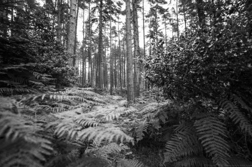 Donard Forest at the foot of the Mourne Mountains, Newcastle, Northern Ireland.