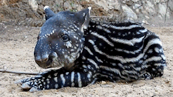 biomorphosis:  Tapirs are primitive animals that have remained unchanged for millions of years. Fossils of tapir ancestors have been found on every continent except Antarctica. Closest relatives of tapirs are horses and rhinos. Its nose and upper lip
