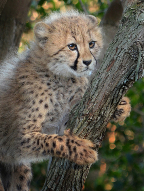 sdzsafaripark:Addison’s 6 fluff balls are melting hearts. Photos by Ion Moe