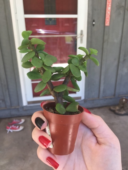 succulent-loving-witch: (8/7/18) I got an elephant plant that was in desperate need of a bigger pot