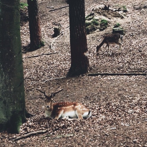 Hello Bambi #bambi #deer #nature #zoo #gdansk #vscocam #vscolove #vscotravel #trip #adventure #wande