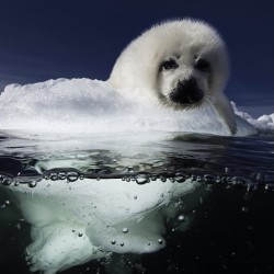 fuckyeahbabyseals:  Dive into the World of the #harpseal by@daviddoubilet in #CoralFireIce with @Natgeo live at #Mesa Arts Center Nov 12. Here a #harpseal pup called a #whitecoat as it waits for its mother to return. Pups are born on the sea ice in