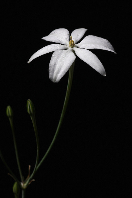 Milla biflora This marvellous fragrant geophyte&rsquo;s native range spans Honduras, Guatemala, 