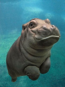 blazepress:  Baby Hippo.