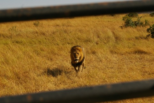 Kenyan wildlifeSome pictures I took during my safari in Kenya (Amboseli and Maasai Mara)