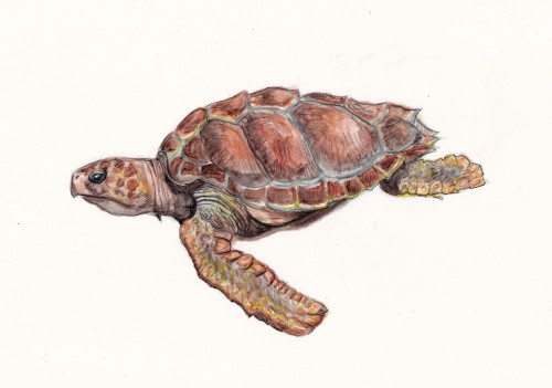 Green turtleHawksbill turtleLoggerhead turtleOlive Ridley turtleLeatherback turtlewatercolour pencil