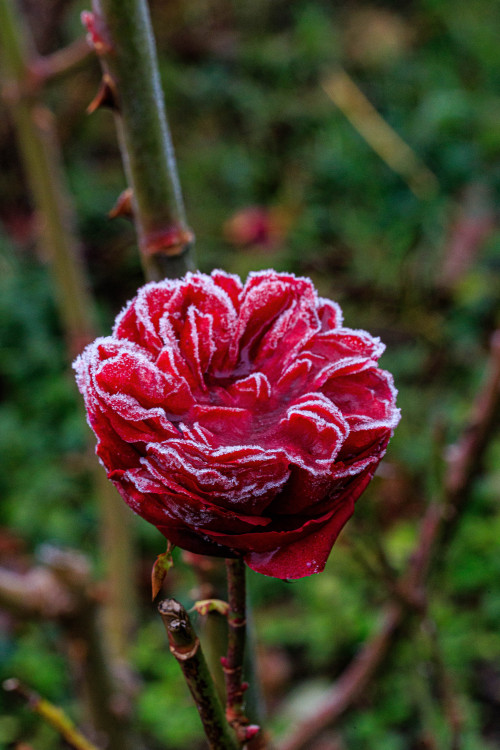 nature-hiking:Frosted rose 1-5/? - Zaltbommel, The Netherlands, November 2020photo by nature-hiking