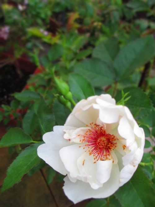 バラの「ジャクリーヌ デュ プレ」が咲きました。 The rose‘Jacqueline du Pré’bloomed in my garden. ‘ジャクリーヌ デュ プレ’ Jacqueline 