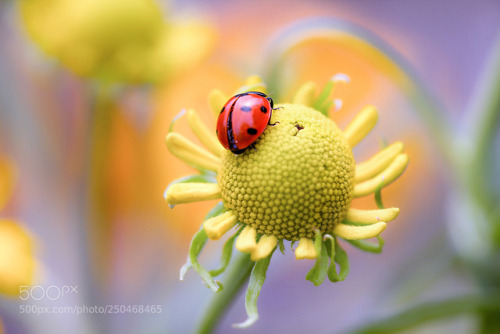 Ladybird by MandyDisher