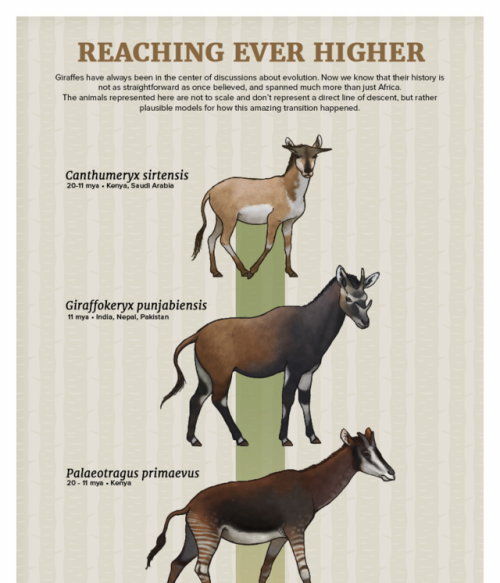 paleoart:Evolution Series: Reaching Ever HigherGiraffes have always been in the center of discussion