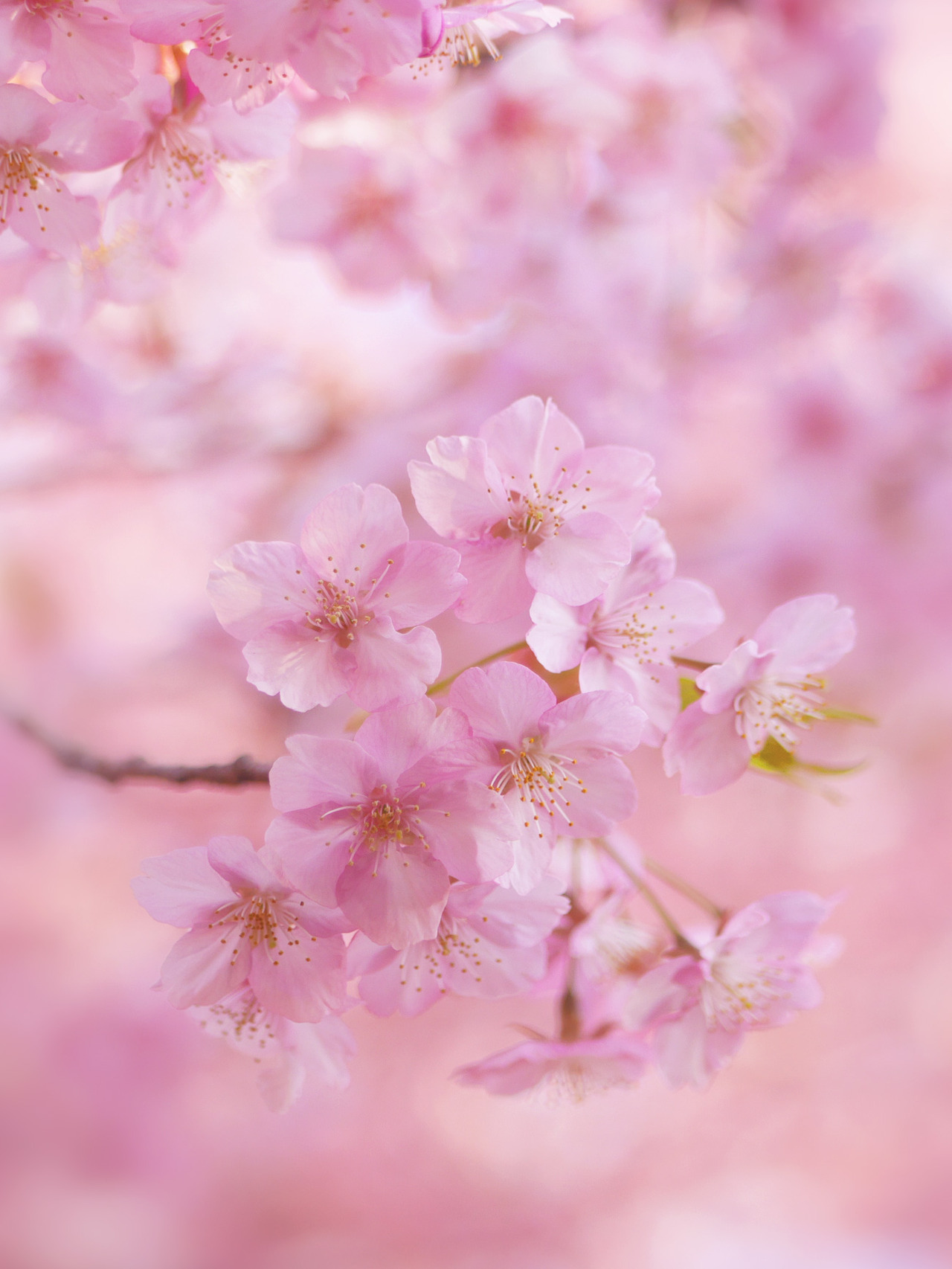 Love Song — Beginning of the cherry blossom season :-)))) It...