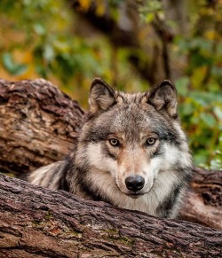 beautiful-wildlife: Wolf Portrait by © oldwolfphotography