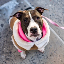 thedogist:  Cortana, Pit Bull (4 y/o), 19th