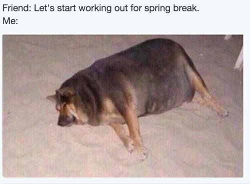 babyanimalgifs