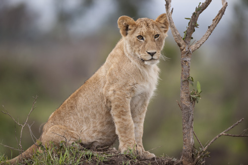 tulipnight: Lion Cub, Masai Mara by David & Shiela Glatz