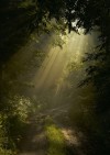 Porn photo fairydrowning:Sunbeams in the forests.