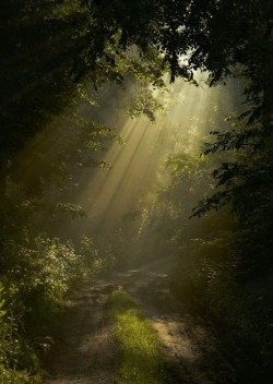 XXX fairydrowning:Sunbeams in the forests. photo