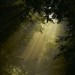 fairydrowning:Sunbeams in the forests. porn pictures