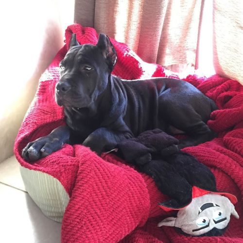 Thank you @maxttran  #canecorso by 6feetofsunshine adult photos