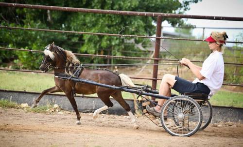 all-the-horses: Rivenburghs Lets Roll SEGrosshill Dandys Special Edition x Rivenburghs Supreme Emily