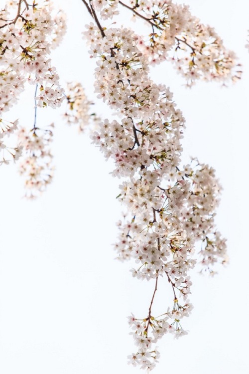 sublim-ature:Cherry Blossom (South Korea)Sungjin Kim