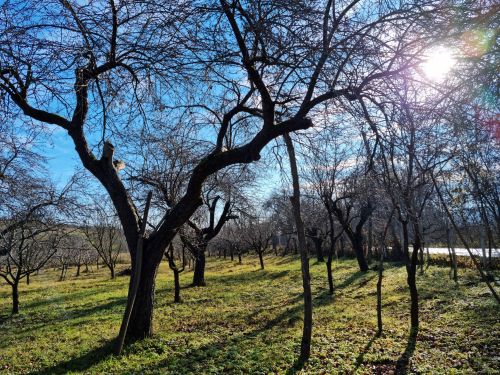 I had a couple of hours to go to the orchard on Sunday and I was lucky, the weather was perfect. It 