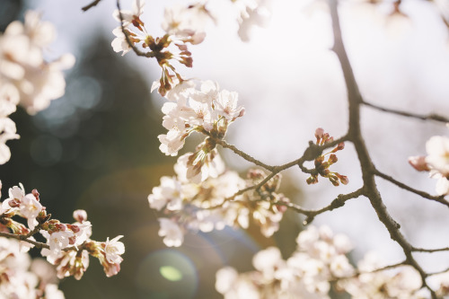 2022-04-02Spring, Cherry Blossom PicnicCanon EOS R3 + RF50mm f1.2LInstagram  |  hwantastic79vivid