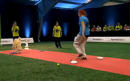 thecutestofthecute:  hannahbowl:  Hilarious Golden Retriever Really Wants To Race But.. First Things First.  This was everything I needed to see today 