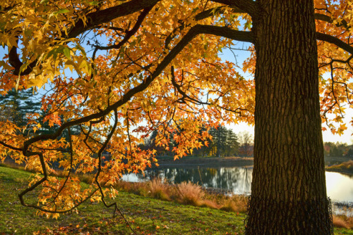 shutterandsentence: October in IllinoisPhoto: Morton Arboretum, Illinois