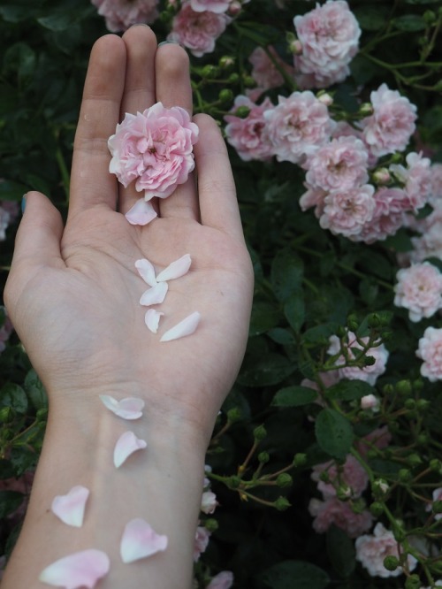 moon-sylph:floralls:submitted by iluzja-uczuc ☽ ⁎ ˚ * ☀ Mystique, spirituality, nature ✵ ⁎ * ☾