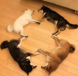 jdlaclede:  cutelittleanimalsthings: The circle is complete, begin the ritual! shibesummoning 