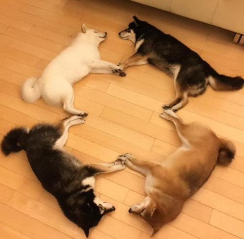 Porn photo cutelittleanimalsthings:The circle is complete,