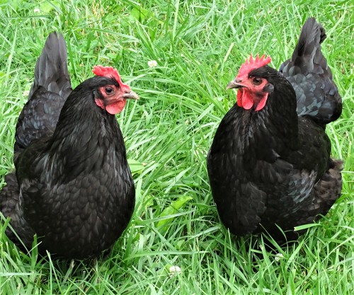 My 2 black Bookend Chickens.They were not raised together and are not the same breed but have become