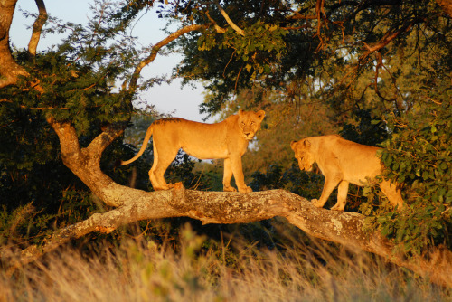 Kruger park Afrique du sud 5 by danVia Flickr:Lion dans la savanne de Kruger park Afrique du sudFor 