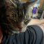 diselthecat