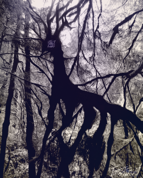 forestfright:  Weird deer in the woods