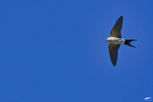 blogbirdfeather