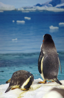 majestic-creatures:  Two penguins (by monijea)