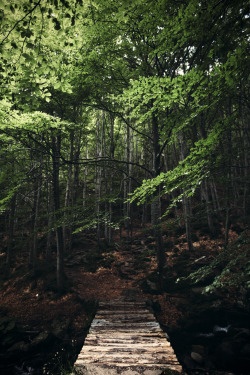 elenamorelli:  { the tiny bridge to the forest }