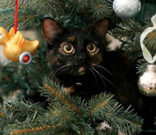 catsbeaversandducks:  “Wreck the tree and blame the doggie… Fa la la la la la la la laaaa!…” Photos via >^..^< in a Christmas Tree 