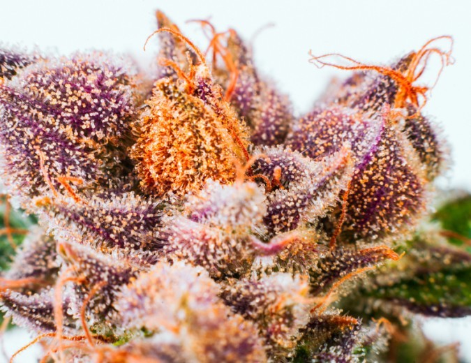 What do marijuana plants look like