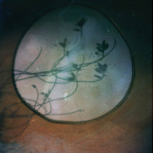 hanankazma:   Luna (night of the wolf)   Phoneography, shot with my phone through a drinking glass, heavily edited. process greatly enjoyed.    Hanan Kazma 