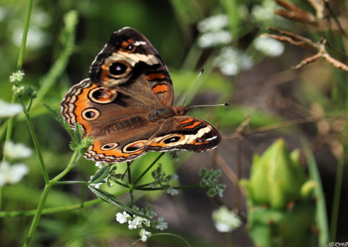 daytrippinrmo:Buckeye Butterfly - Central Texas