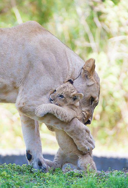 zooborns:  Zoo Miami’s Lion Cub Makes His First Public Apearance  For the first time in Zoo Miami history, a Lioness and her cub went on public exhibit together. First-time mother Asha and her three month old male cub K’wasi thrilled zoo guests last