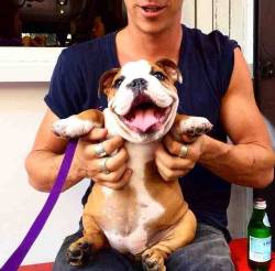 awwww-cute:  A Happy Bulldog 